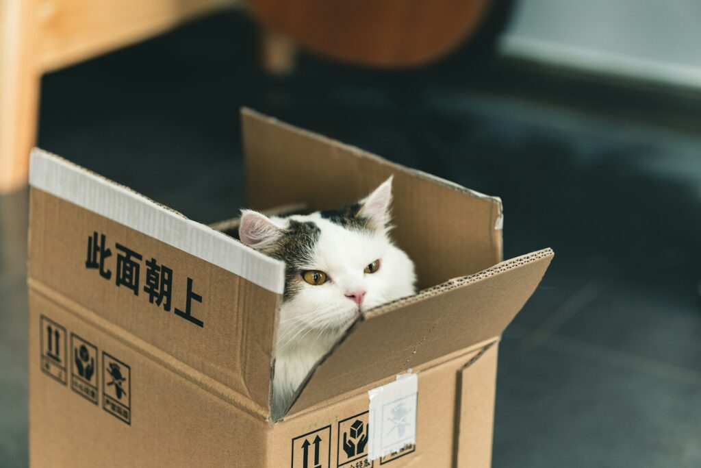a cat in a package