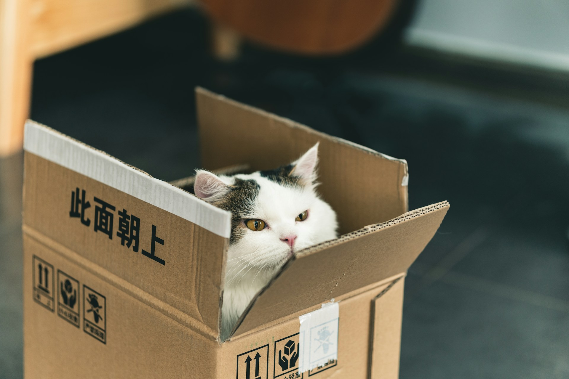 a cat in a package
